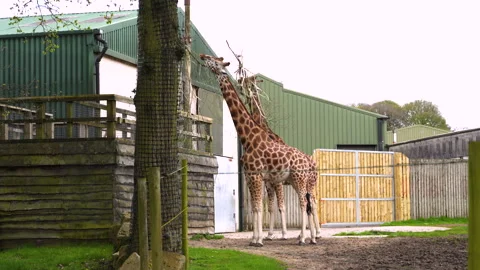 Wide angle video of two mature giraffes at the zoo Stock Footage 304882124