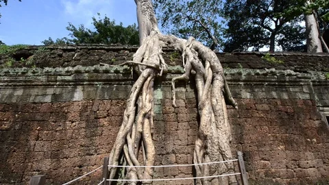 Wide angle view and upward movement of huge tree over Ta Prohm Temple Stock Footage