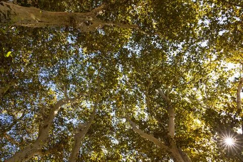 Wide angle view of autumn trees with sun. Branches and trunks of trees Foto stock