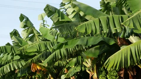 Wide angle view of banana trees, Banana tree leaves footage Vídeo Stock 156953594