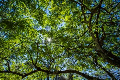Wide angle view from below of an forest Stock Photos