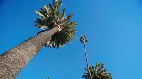 A wide angle view from below of large green palm trees on a sunny day Stock Footage 168954779