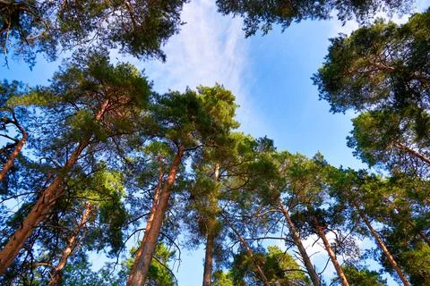 Wide angle view from below of pine trees and blue sky Stock Photos