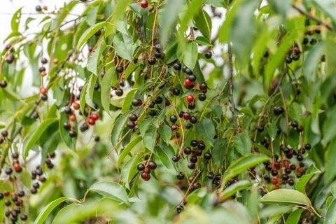 Wide angle view of a bird cherry tree seen from below against the sky 库存照片