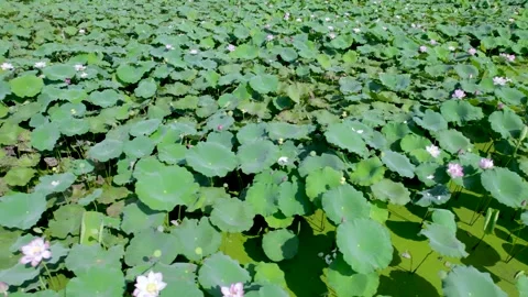Wide Angle View of Blooming Lotus Flowers and Green Leaves in Natural Pond Stock Footage 342228692