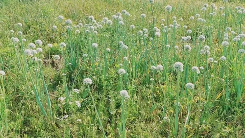 Wide Angle View Of Blooming White Onion Flower Field Stock Footage 333493711