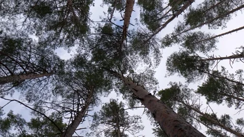 Wide angle view, bottom to top view of pine trees in forest in sun. Stock Footage 302165040