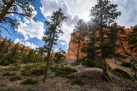 Wide angle view of Bryce Canyon National park, as seen from the Queens Garden Stock Photos