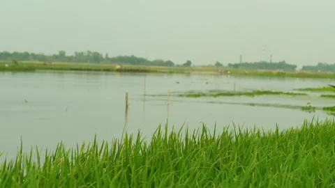 Wide Angle View of Calm River with wind paddy field. Video stock 334654934