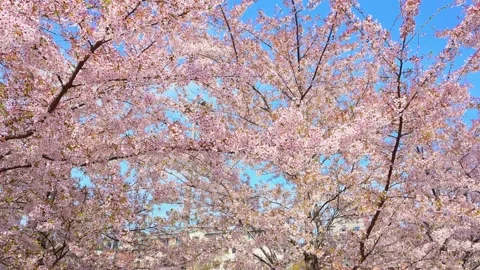 Wide Angle View of Cherry Blossom Trees in Full Urban Bloom Stock Footage 332235141