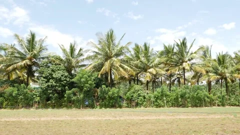 Wide angle view of coconut trees, Coconut trees in Kerala Video stock 156967125