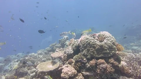 Wide angle view of coral reef fish by the drop-off Stock Footage
