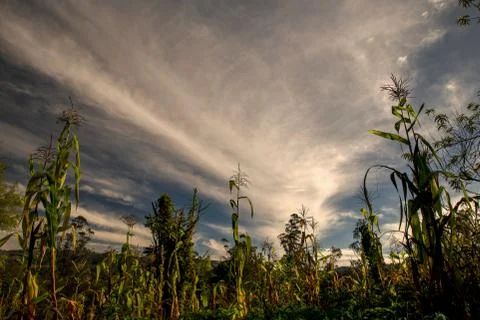 Wide angle view of a corn crop against the early mornng sky in the central An Stock Photos
