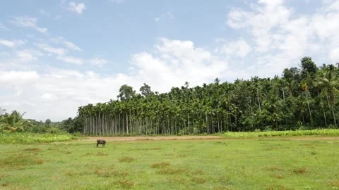 Wide angle view of dense forest, Outside view of forest Vídeo Stock 156968492