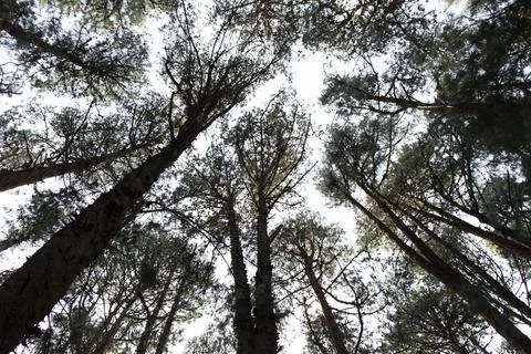 Wide angle view of dense pine tree forest in ooty Stock Photos