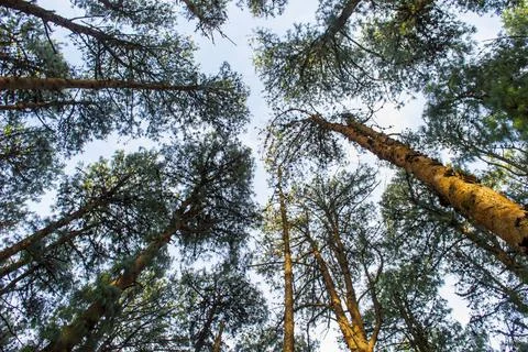 Wide angle view of dense pine tree forest in ooty Stock Photos