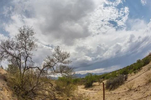 Wide Angle View of Desert Plants Foto stock