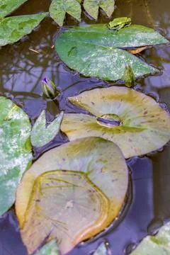 Wide angle view of a dotted green tree frog resting on a leaf,  in a water li Foto stock