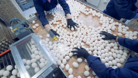 Wide angle view on a egg factory staff sorting eggs. Eggs are moving on the Stock Footage 87293749