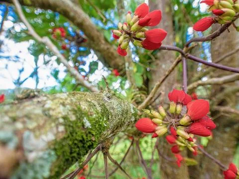 Wide angle view of the exotic basul tree flowers and branches, in a farm in t Stock Photos