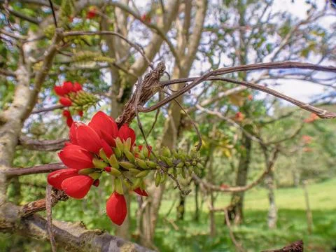 Wide angle view of the exotic basul tree flowers and branches, in a farm in t Stock Photos
