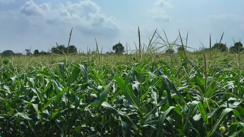Wide angle view of expansive sweet corn field under cloudy sky Stock Footage 340976045