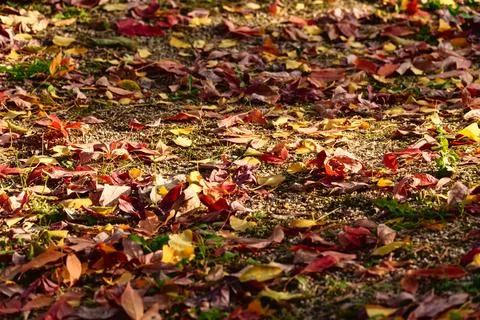 Wide Angle View of Fallen Autumn Leaves Covering Ground Fotos Stock