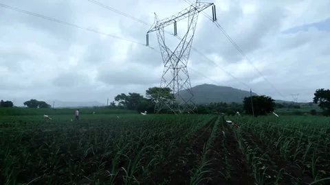 Wide angle view of a farmer walking along the edge of a green sugarcane field ne Stock Footage 341271722