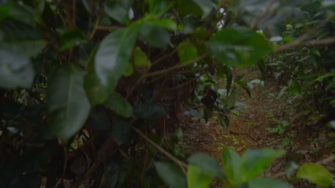 Wide angle View of female worker picking tea leaves Colombo, Sri Lanka Stock-Footage 107336516