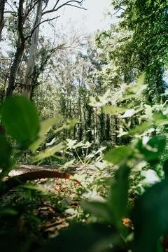 A wide angle view of the forest from the bushes during a bright and sunny day Stock Photos