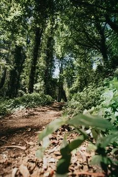 A wide angle view of the forest from the bushes during a bright and sunny day Stock Photos