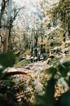 Wide angle view of the forest from the bushes during a bright and sunny day Stock Photos