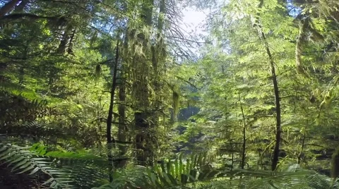 Wide angle view of a forest, North Vancouver BC Canada Video stock 40968791