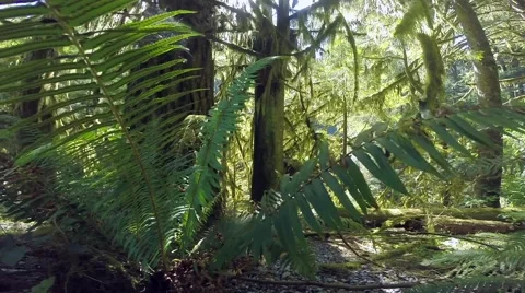 Wide angle view of a forest, North Vancouver BC Canada Stock Footage 40969186