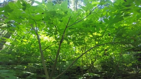 Wide angle view of a forest, North Vancouver BC Canada Video stock 40969443
