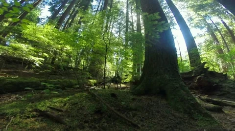 Wide angle view of a forest, North Vancouver BC Canada Video stock 40969745