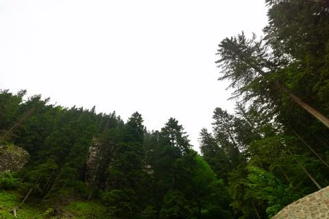 Wide angle view of the forest with overcast sky on the background Stock Photos