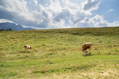 Wide angle view of green grass meadow countryside field and cows eating grass Stock Photos