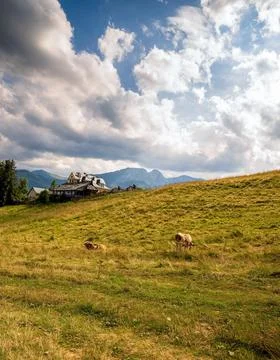 Wide angle view of green grass meadow countryside field with A shaped house a Stock Photos