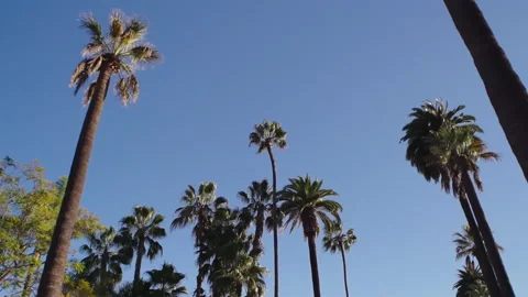 Wide angle view of green palm trees from below. A bright sunny day  Stock Footage 168999573