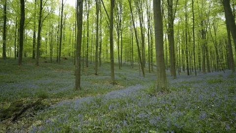 Wide-angle view Halle Forest Stock Footage 96402135