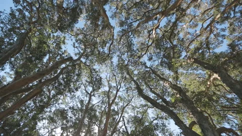 The wide angle view in the Hyde park Sydney Australia 2014 Stock Footage 153124430