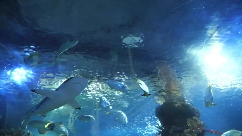 Wide angle view from inside a glass underwater aquarium tunnel Stock Footage 328988452