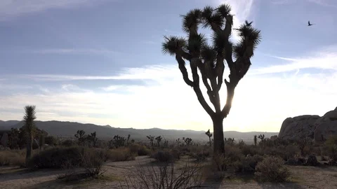 Wide angle view of Joshua tree with suns... | Stock Video | Pond5