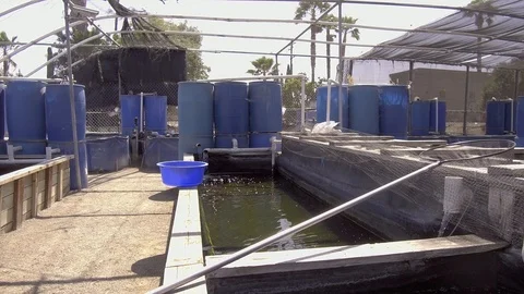 Wide Angle View of Koi Fish Garden Stock Footage 94646373