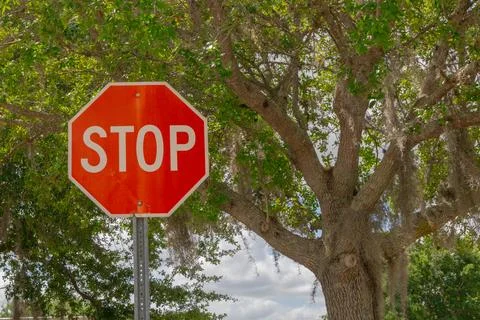 Wide angle view of large oak tree with red stop sign in front with copy space Stock Photos