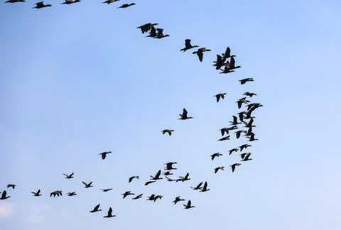 Wide-angle view of a large scattered flock of birds migrating on clear blue sky. Stock Photos