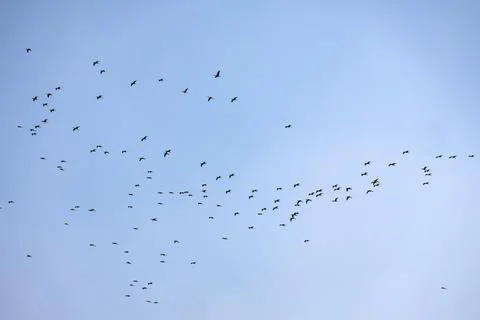 Wide-angle view of a large scattered flock of birds migrating on clear blue sky. Stock Photos