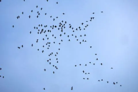 Wide-angle view of a large scattered flock of birds migrating on clear blue sky. Stock Photos
