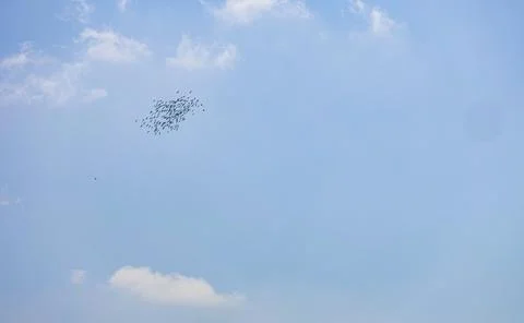 Wide-angle view of a large scattered flock of birds migrating on clear blue sky. Stock Photos